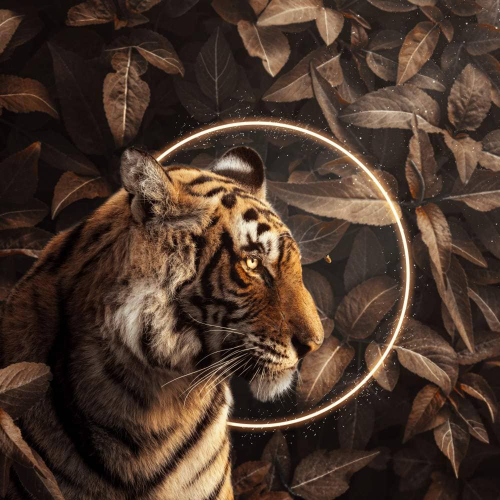 Create a Tiger Eclipse Portrait Photo Manipulation in Photoshop | Photoshop  Tutorials