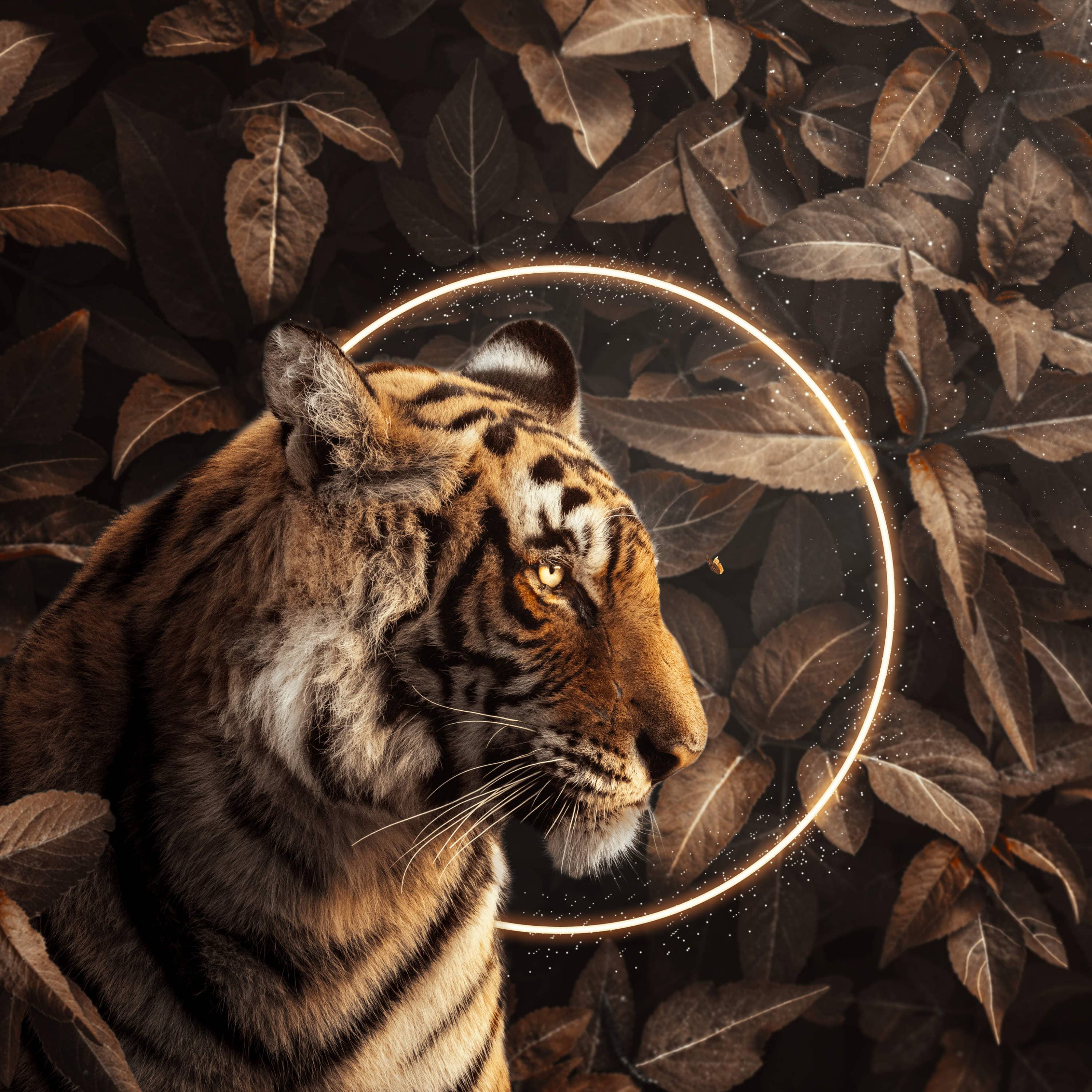Create a Tiger Eclipse Portrait Photo Manipulation in Photoshop