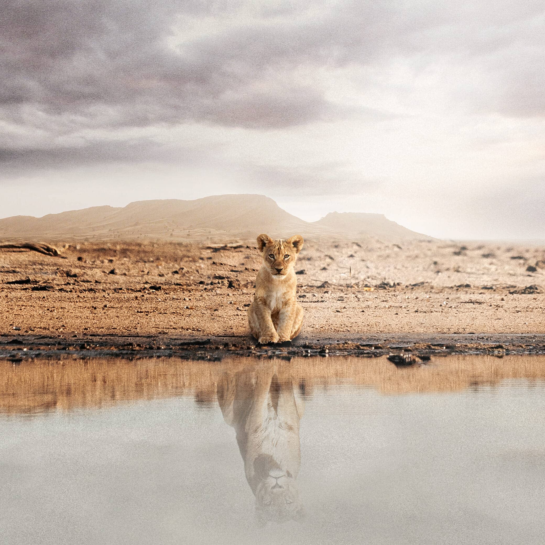 How to Create a Lion Reflection in the Water Photo Manipulation