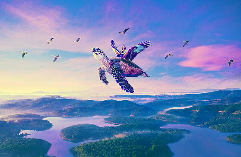 flying turtle wallpaper